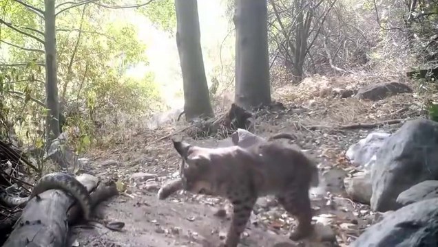 Vaşak ve Yılanın Vahşi Doğadaki Ölüm Mücadelesi!