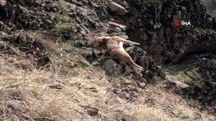 Tunceli’deki yaban keçisi ölümlerinin nedeni veba çıktı