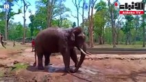 وفاة فيل بطريقة مأساوية تثير ضجة على السوشيال ميديا