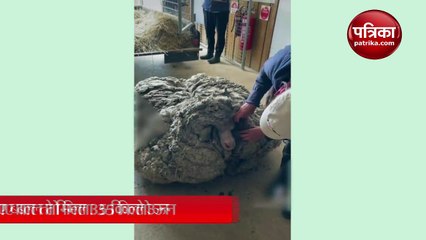 Video: सालों से भटक रही थी अनोखी भेड़, बाल काटने पर मिला 35 किलो ऊन