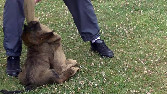 Test mordant : Norway de l'Aubade aux Bergers à 8 semaines