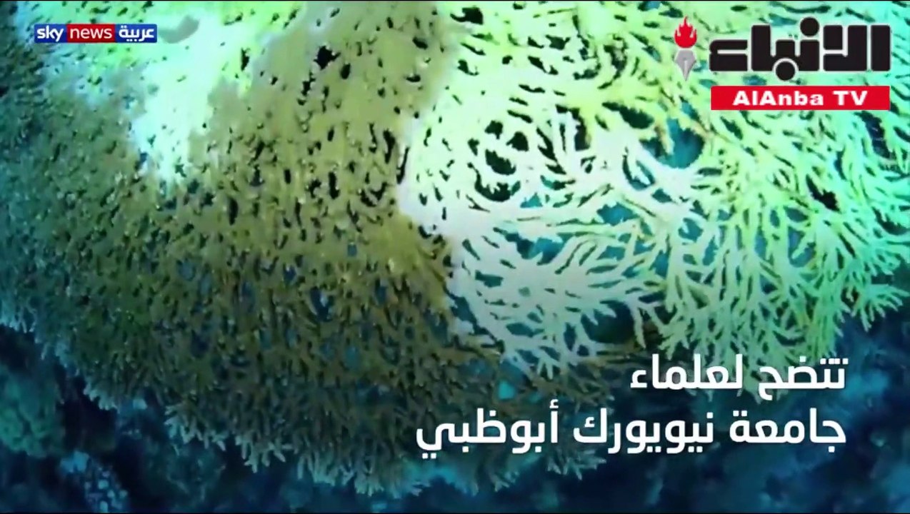 المناخ