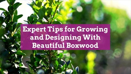 Expert Tips for Growing and Designing With Beautiful Boxwood