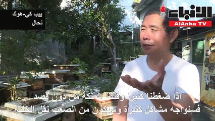 نحال في هونغ كونغ يجمع العسل على الطريقة القديمة