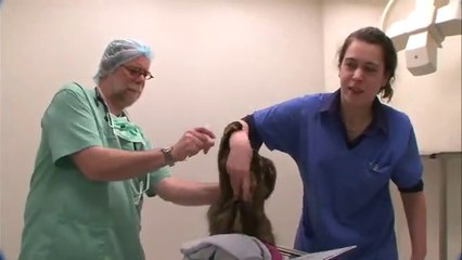 Un chat très en colère s'en prend au véto... douloureux