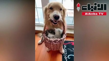 صداقة مميزة بين كلب وقطط حديثة الولادة