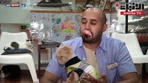 سكاي نيوز مقهى قطوة وقهوة لاحتساء القهوة بين القطط في الكويت-