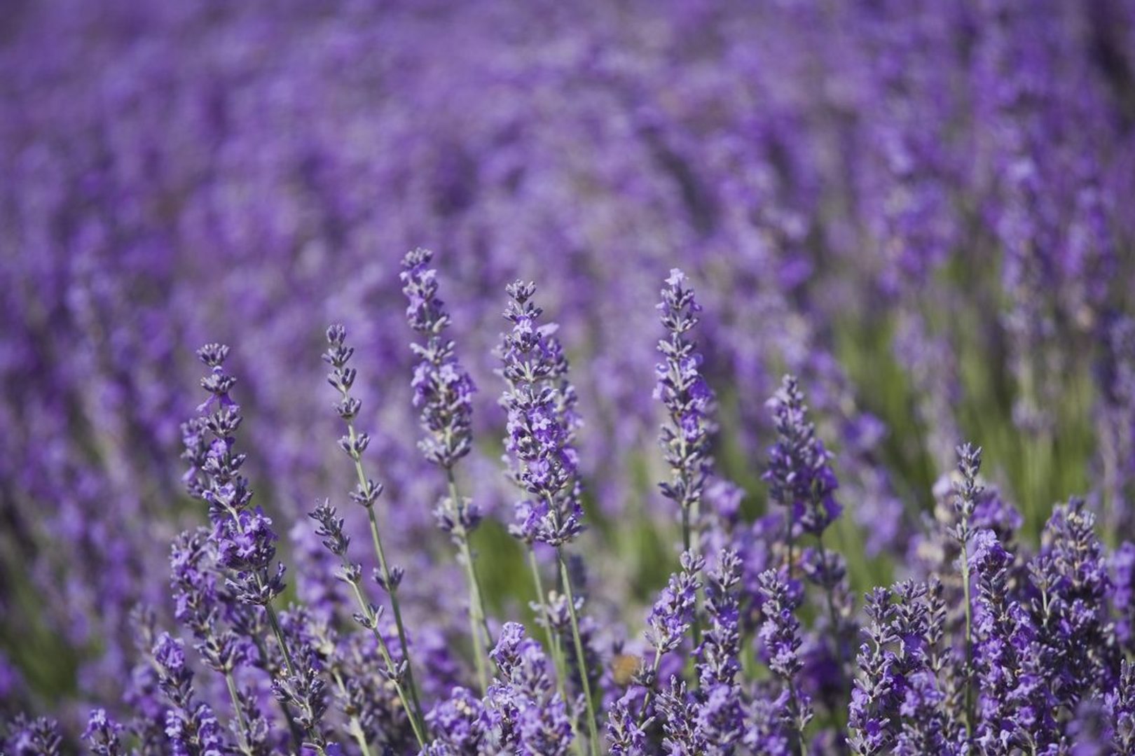 How To Use Homegrown Lavender