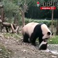 صغير الباندا يحاول الافلات من امه وهي مصرة على استحمام