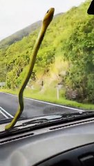 Sneaky Snake Surprises Family || ViralHog