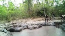 Baby Elephants Rescued From Muddy