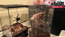 عنكبوت ضخم يهاجم صاحبته أثناء محاولتها إطعامه
