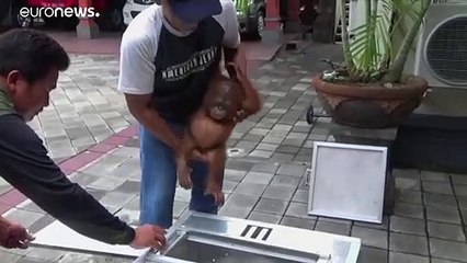 شاهد السلطات الإندونيسية توقف روسيا في محاولة تهريبإنسان الغابة …