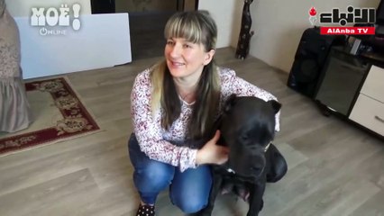 كلبة تدخل موسوعة "غينيس" الروسية بولادة 19 جروا دفعة واحدة