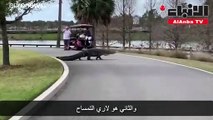 لاري التمساح العملاق.. يتبختر في ملعب الغولف