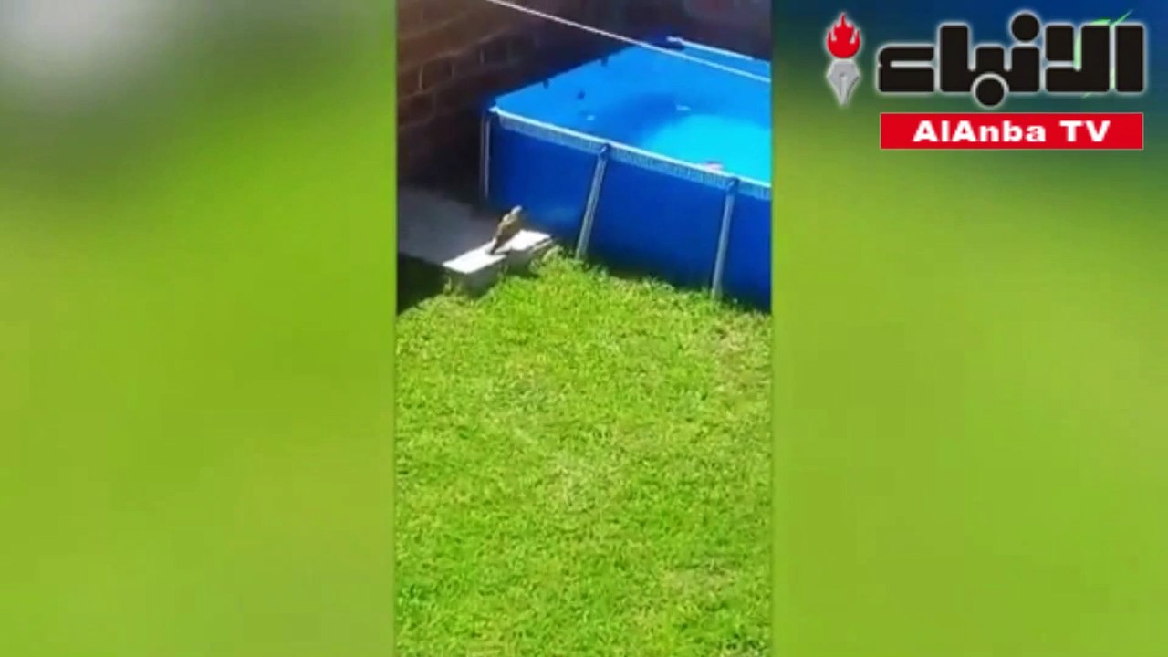 كلب شجاع