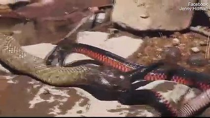 -قتال حتى الموت-