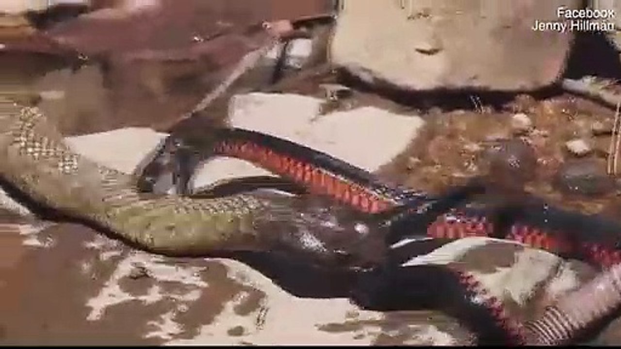 -قتال حتى الموت-