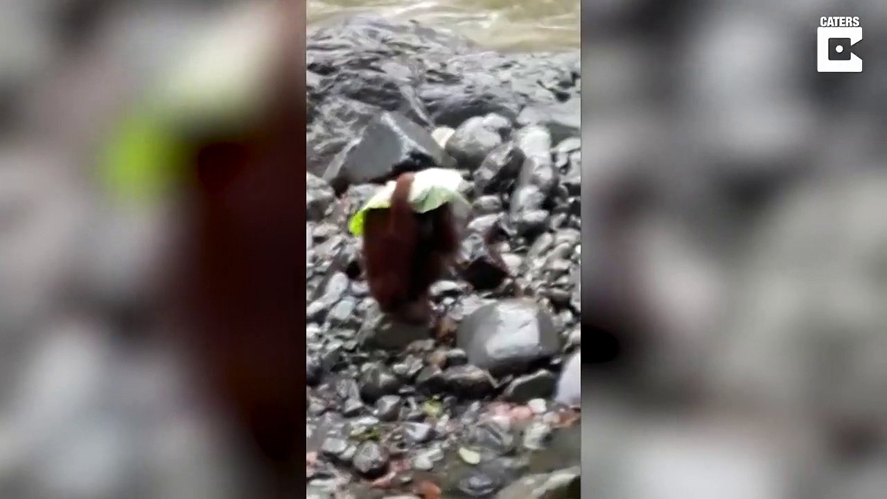 Orangutan Uses Leaf As Umbrella