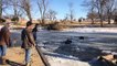 Cows Rescued from Frozen Pond