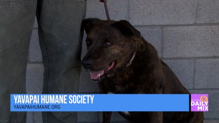 Yavapai Humane Society