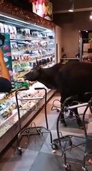 نوبة ضحك لمتسوقين بعد اقتحام أبقار جائعة سوبر ماركت