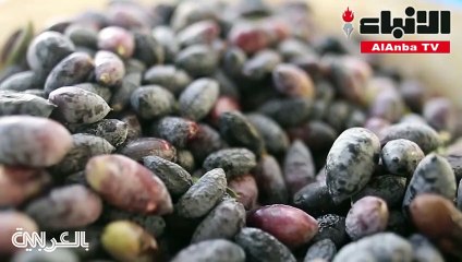 من الأشجار إلى موائدكم… هكذا يستخرج زيت الزيتون خطوة بخطوة