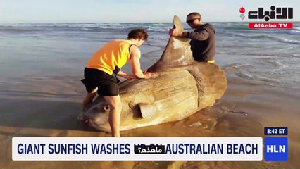 سمكة الشمس العملاقة تفاجىء رواد شاطئ بأستراليا