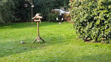Petits oiseaux au jardin