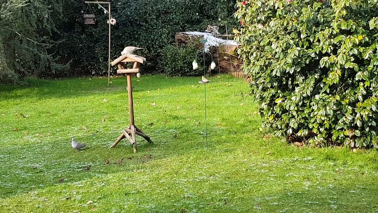 Petits oiseaux au jardin