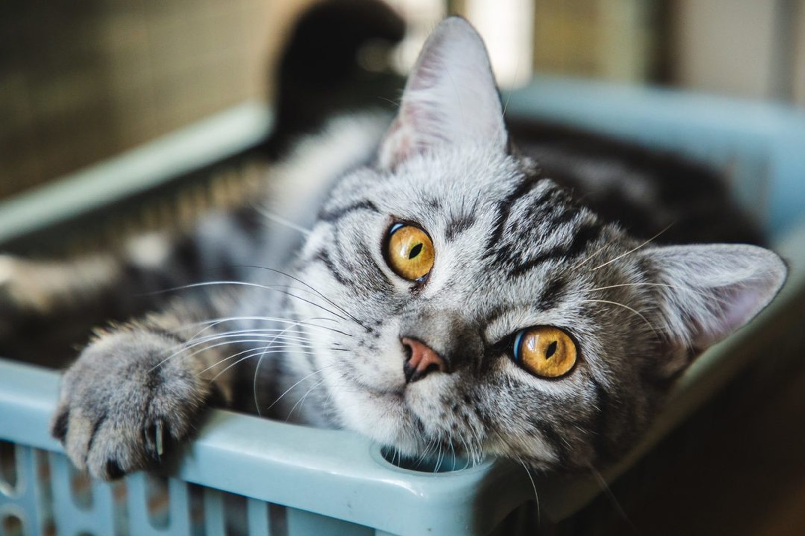 ⁣Finally: Adoptable Cats Are Ready for Their Pizza Box Close-Up