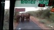 LiveLeak - Panic on bus as elephant herd comes face-to-face with passengers in southern India