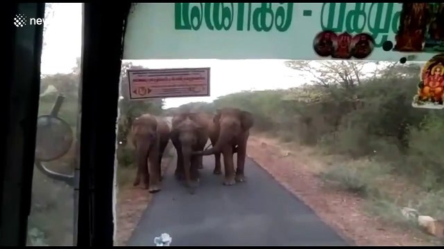 LiveLeak - Panic on bus as elephant herd comes face-to-face with passengers in southern India