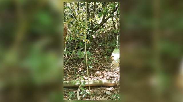 ext-avistamiento-puma-corcovado-260221