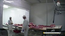 بولندا تدق ناقوس الخطر بعد نشر فيديو لذبح أبقار مريضة للاستهلاك البشري…