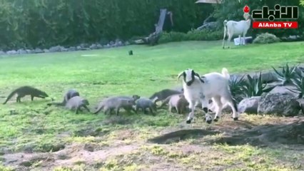 موقف طريف لقطيع نموس يلاعب ماعزا صغيرا