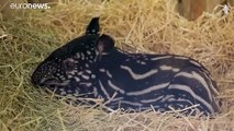 حيوانتابيرحديث الولادة فى حديقة حيوان أدنبرة