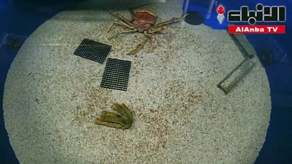 بالفيديو أكبر سلطعون في العالم وهو ينسلخ من صدفته العملاقة