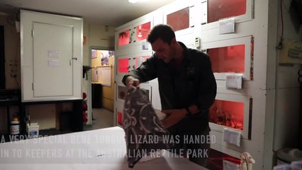 TWO HEADED BLUE TONGUE LIZARD!