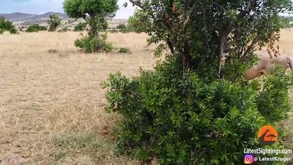 How Not to Wake Up a Lioness!