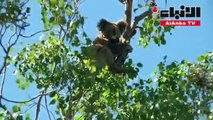 حيوان الكوالا في استراليا معرض للانقراض بسبب إزالة الغابات