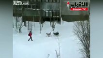 عجوز ينقذ فتاة هاجمتها كلاب ضالة
