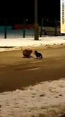 кот подрался с лисой на российско польской границе