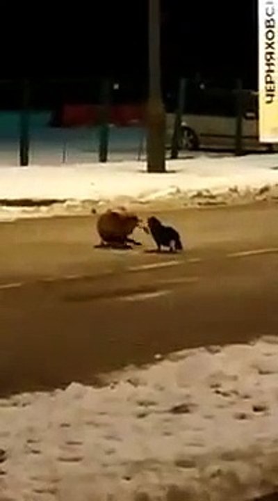 кот подрался с лисой на российско польской границе