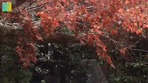 Sakura Shinjuu - さくら心中 - English Subtitles - E4