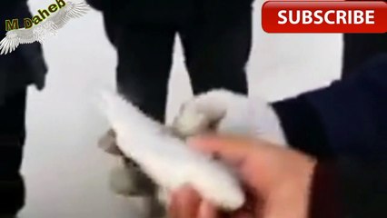 كوكب اليابان سمكة تعود للحياة بعد التجميد