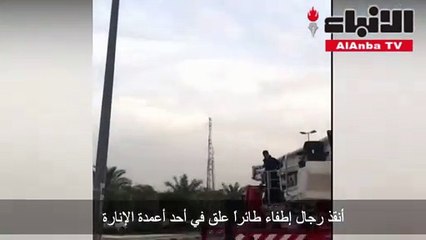 أنقذ رجال إطفاء طائرا علق في أحد أعمدة الإنارة في النزهة