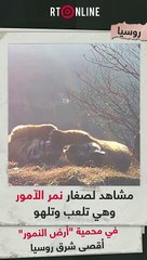 صغار نمورالآمورالنادرة تلهو أمام عدسة الكاميرا في روسيا