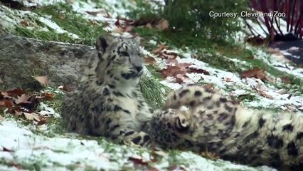 أمريكا تتجمد نمر يمازح زوجته تحت الثلوج