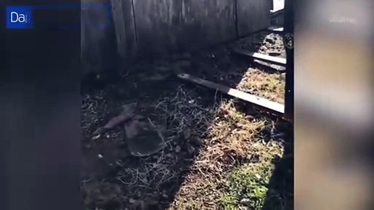 Texas Man Discovers Dozens Of Rattlesnakes Living Under His Shed